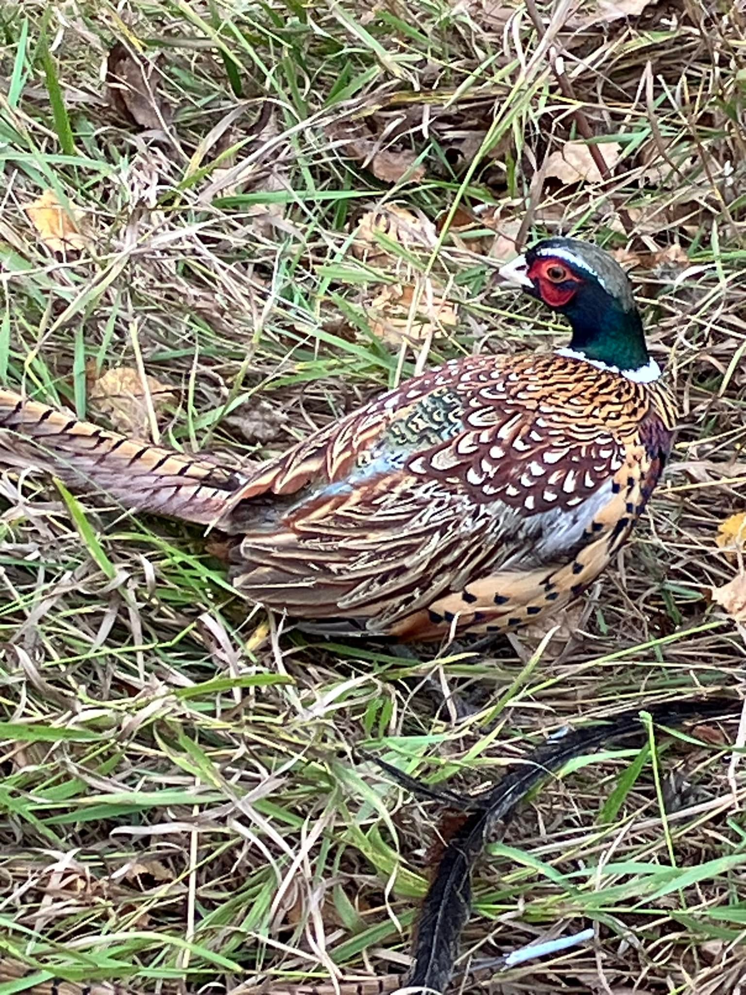 Pheasant